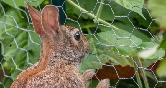 Hexagonal-Wire-Netting4